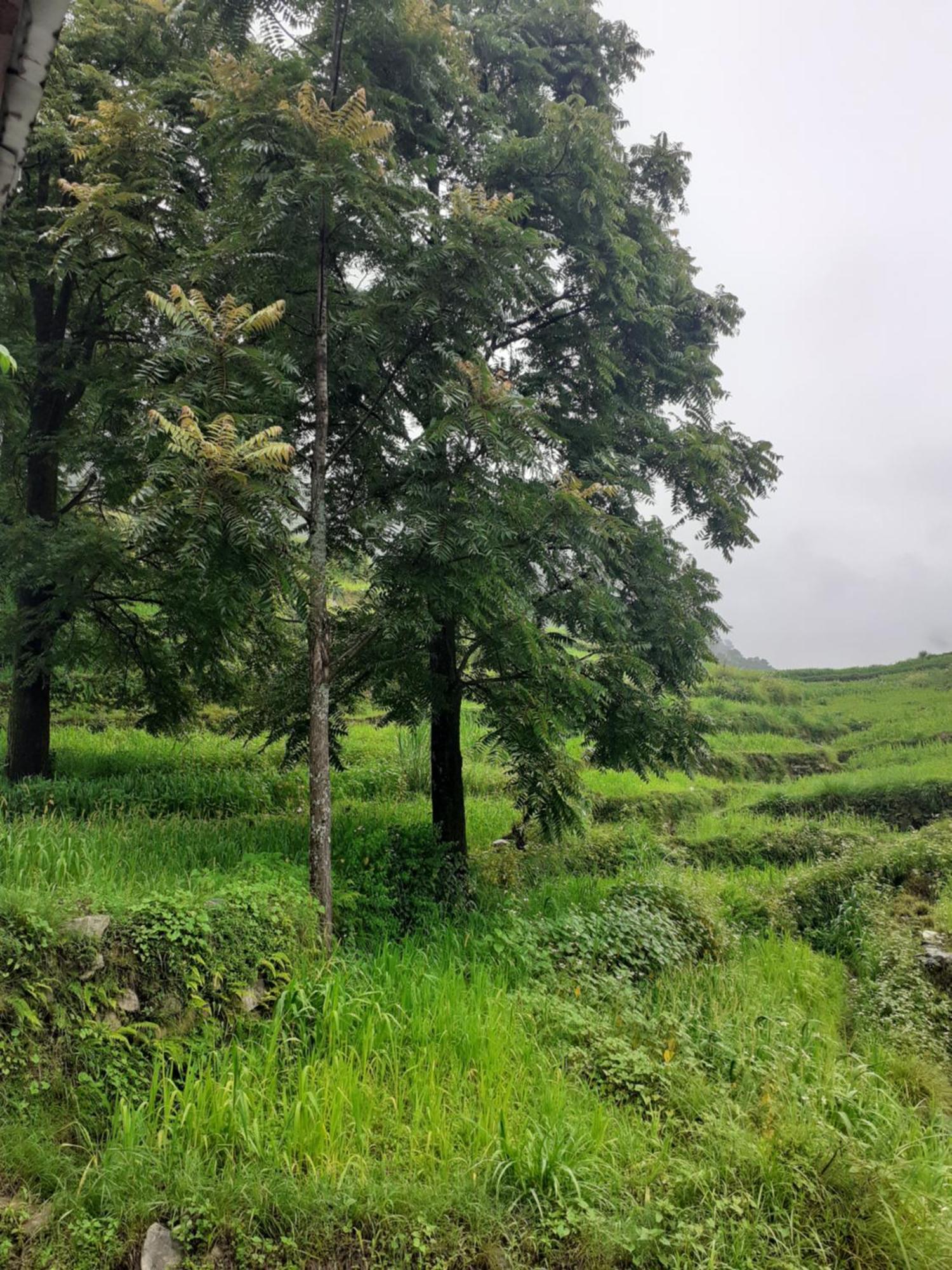 Lake Haven Resort, Sari, Chopta Bagian luar foto